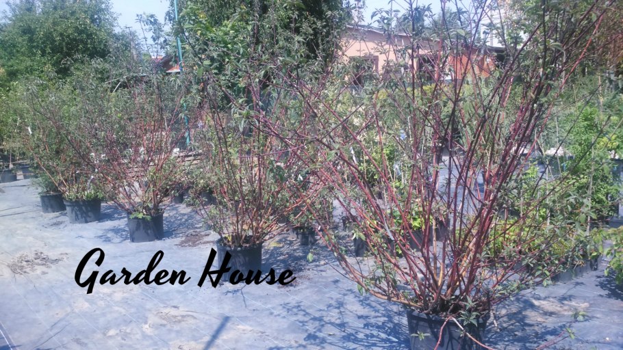 Брелок Mongoose LS 9000d