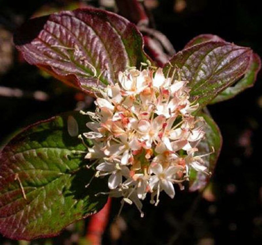 Дерен белый (Cornus Alba &#96;Kesselringii&#96;)