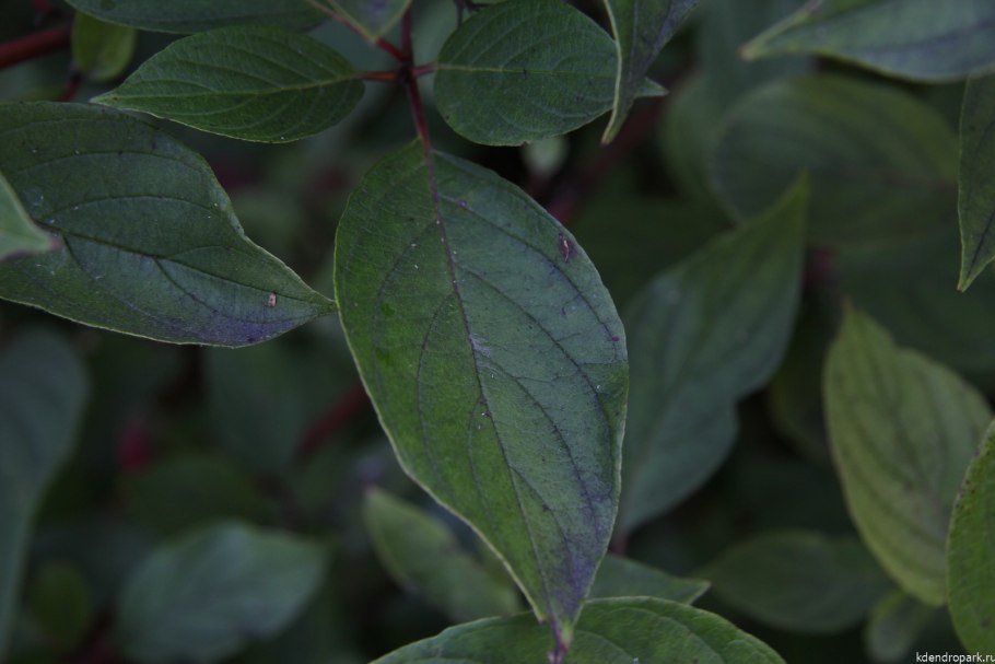 Свидина Южная дерен