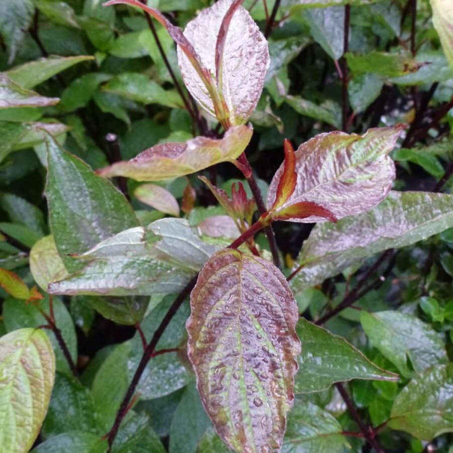 Дерен белый Кессельринги