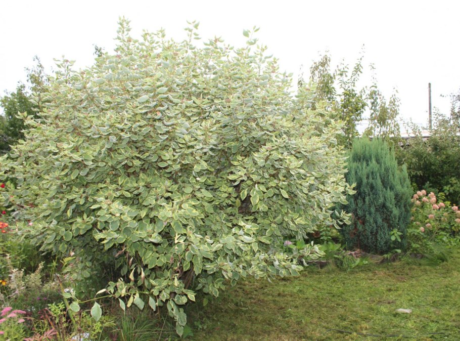 Дрель ударная Булат БДУ-700