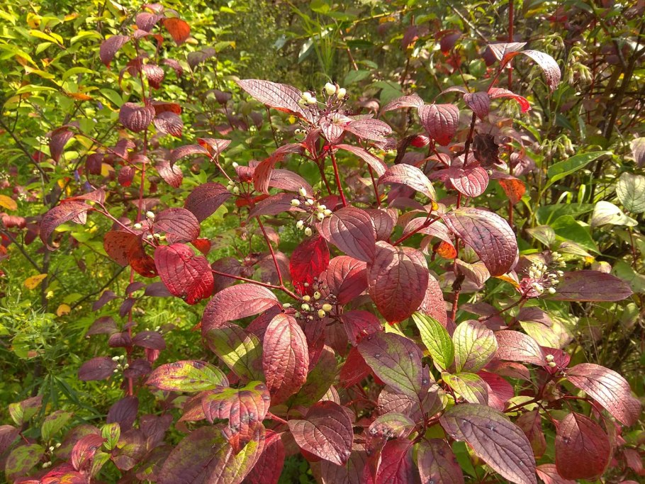 Дерен белый Кессельринги (Cornus Alba Kesselringii)