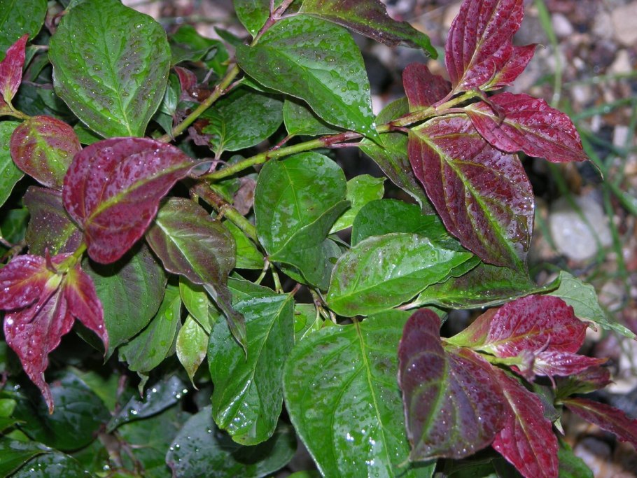 Дерен Kesselringii куст