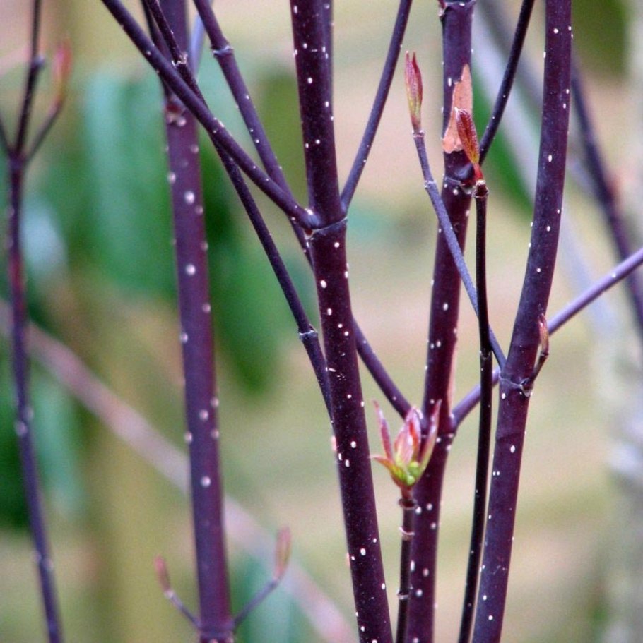 Дерен Cornus Alba 'Kesselringii'