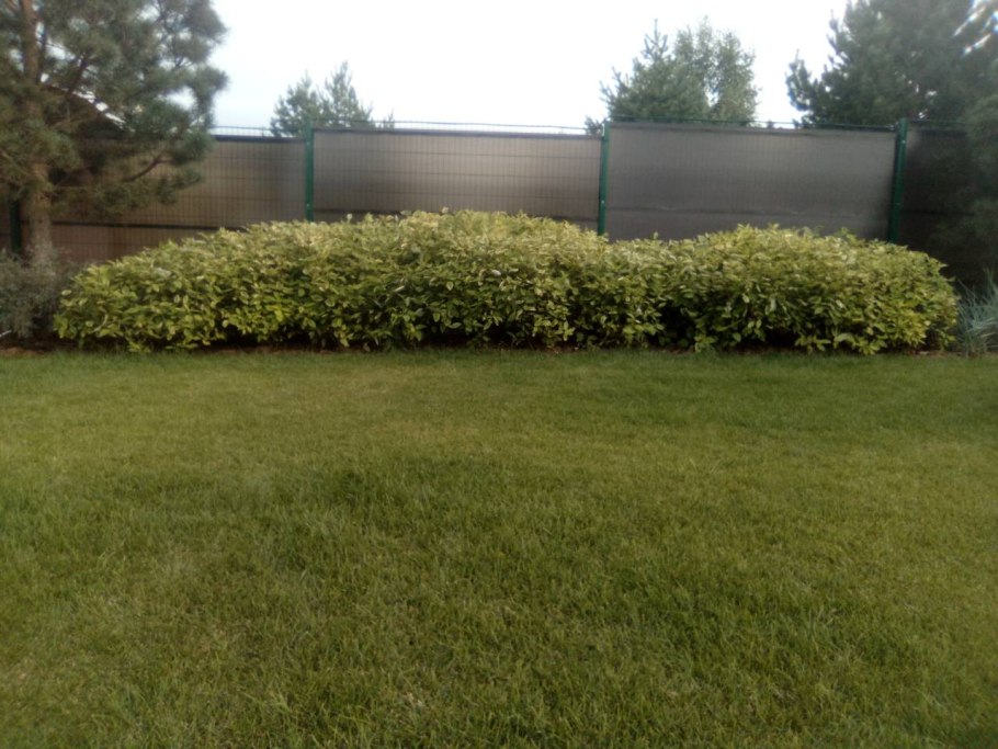 Дерен отпрысковый Келси