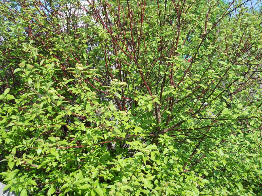 Дерен Свидина