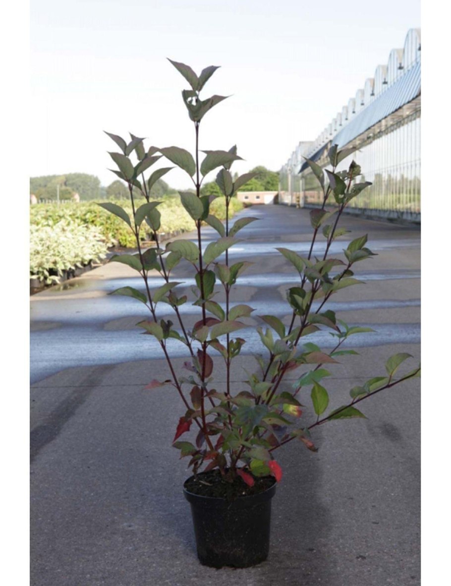 Дерен белый Кессельринги