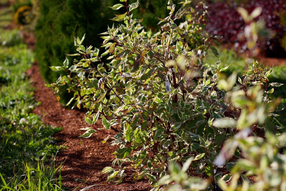 Дерен белый касселринги