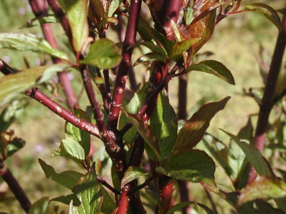 Дерен Корнус Альба Кессельринги