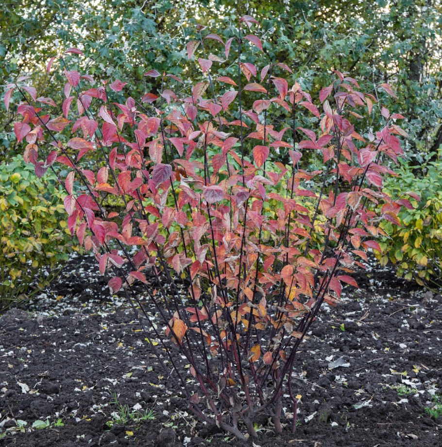 Дерен белый Кессельринги