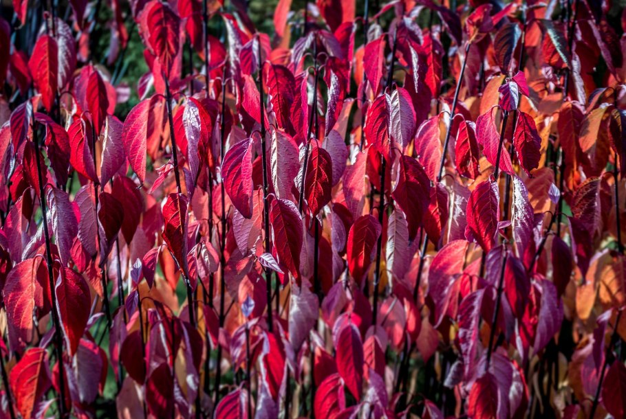 Дерен белый Кессельринги