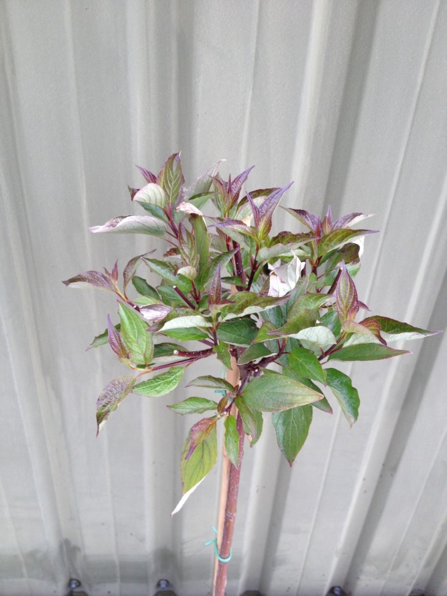 Дерен Корнус Альба Кессельринги