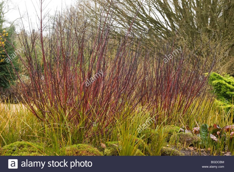 Саликс (Cornus)