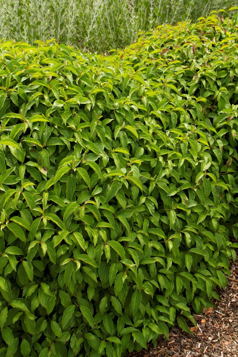 Фотиния зеленая Живая изгородь