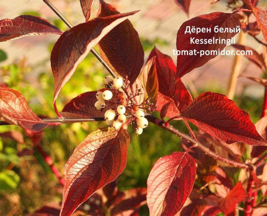 Дерен Kesselringii куст