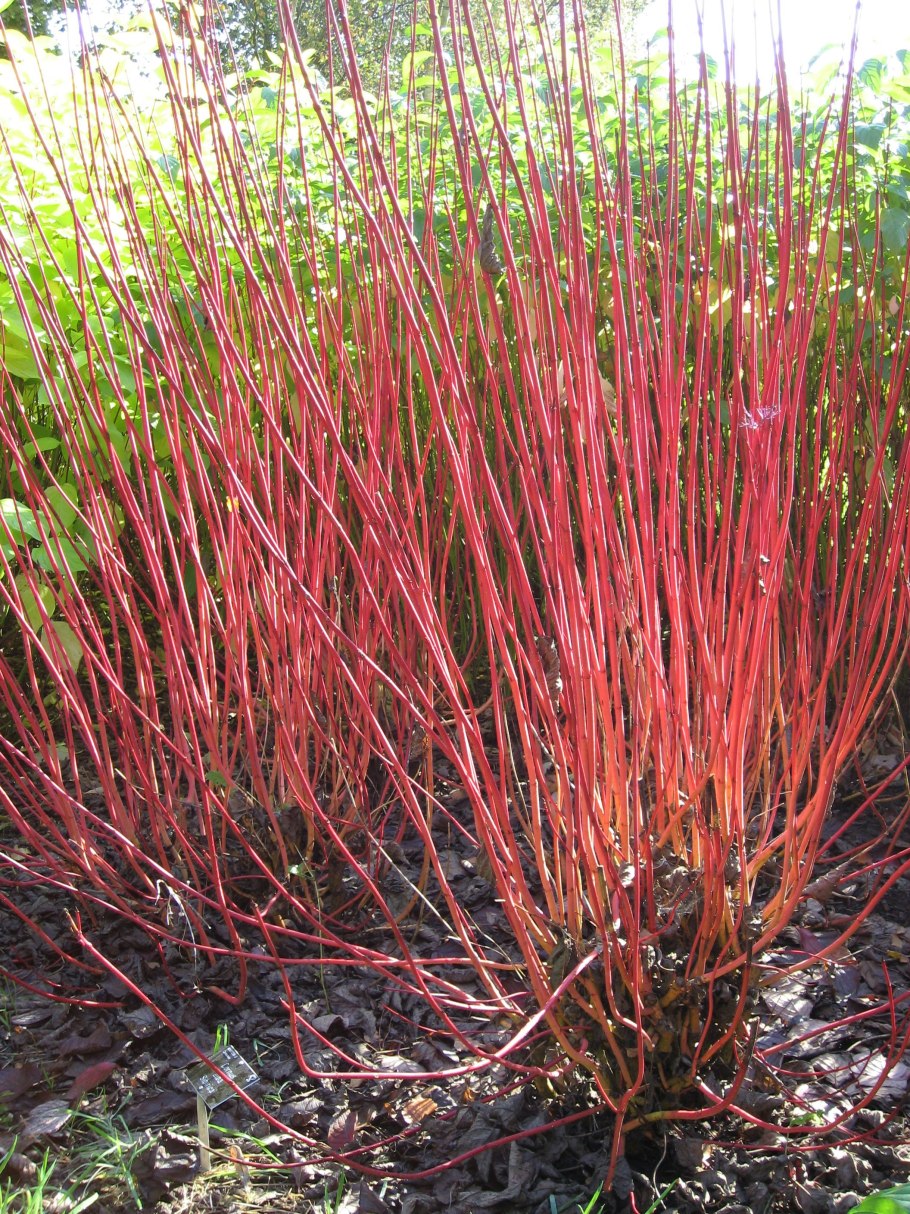 Дерен Шпета Живая изгородь