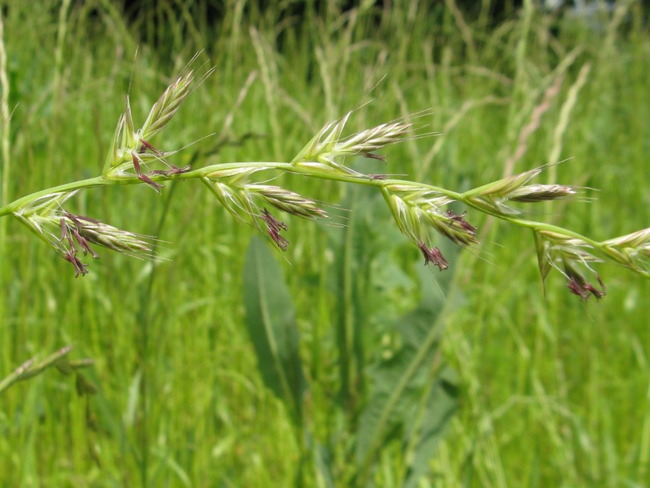 Райграс многоцветковый