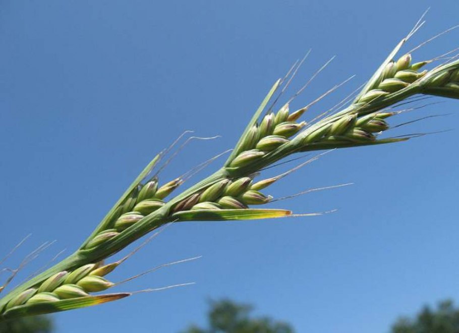 Lolium temulentum семена