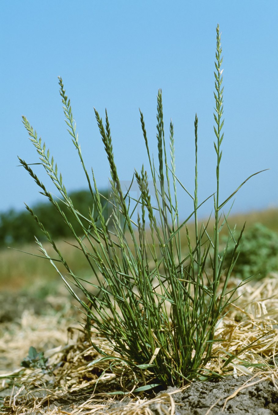 Плевел опьяняющий