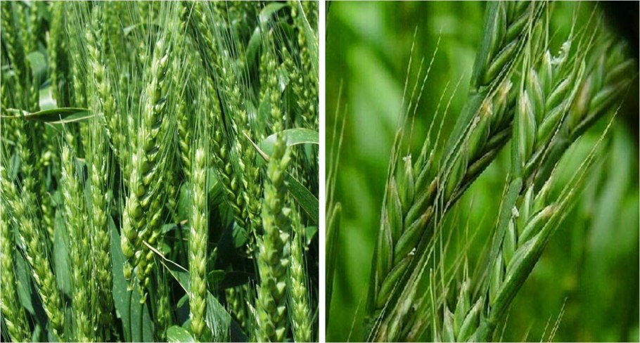 Плевел опьяняющий семена