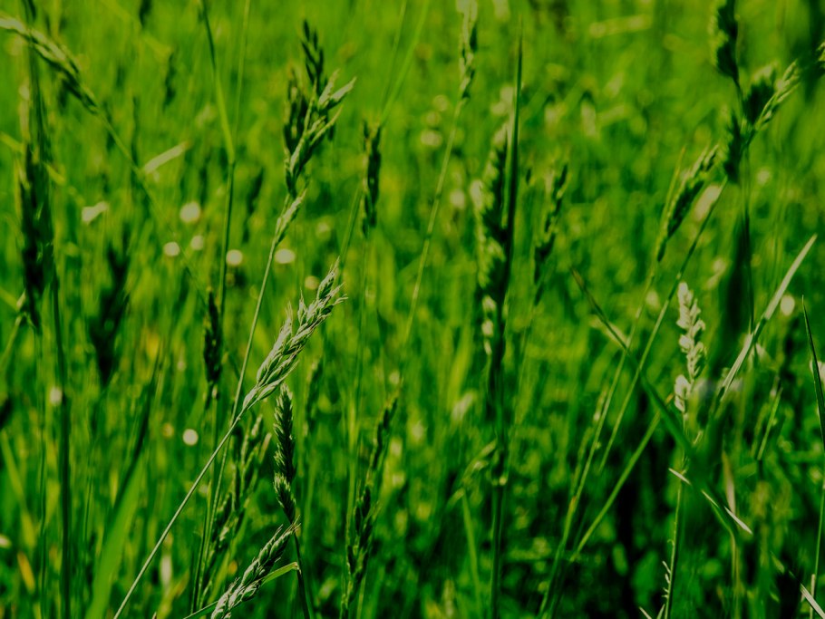 Райграс многолетний пастбищный