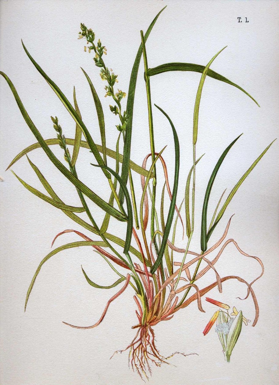 Плевел райграс