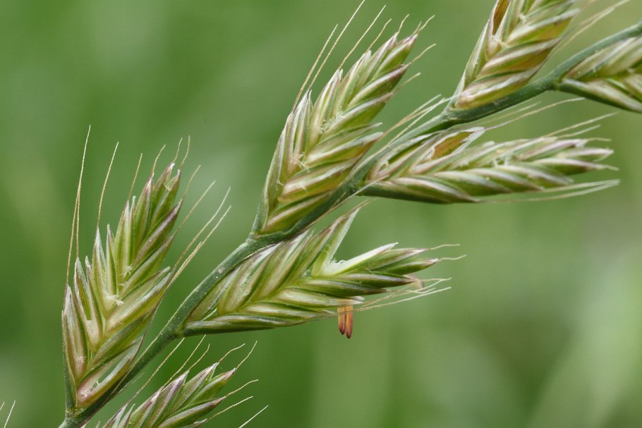 Lolium multiflorum l.