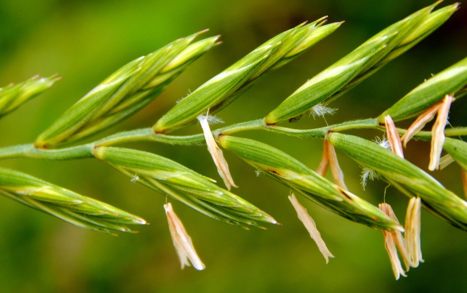 Райграса (Lolium perenne)