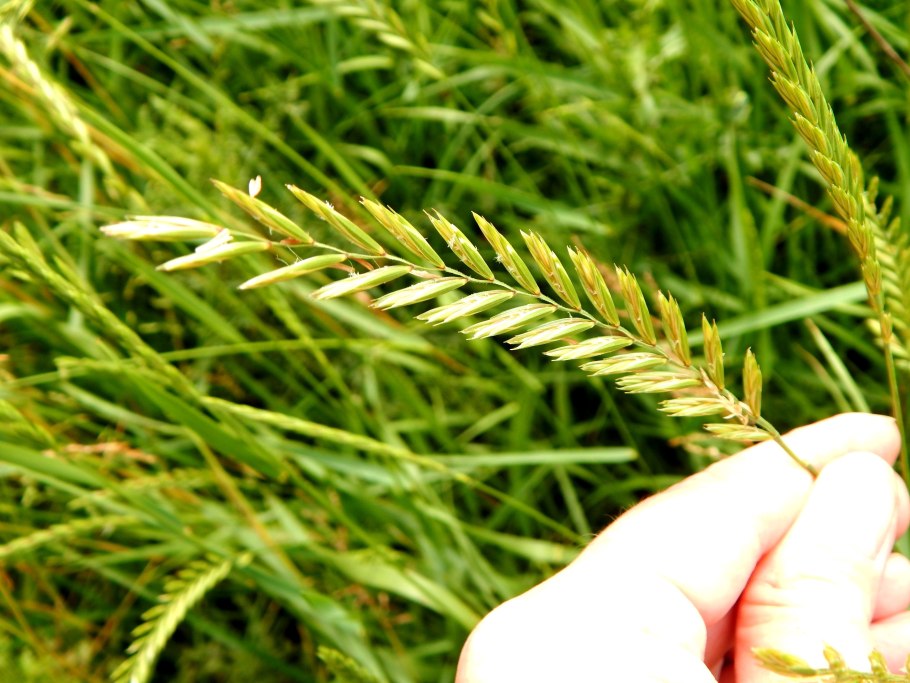 Райграс Колос