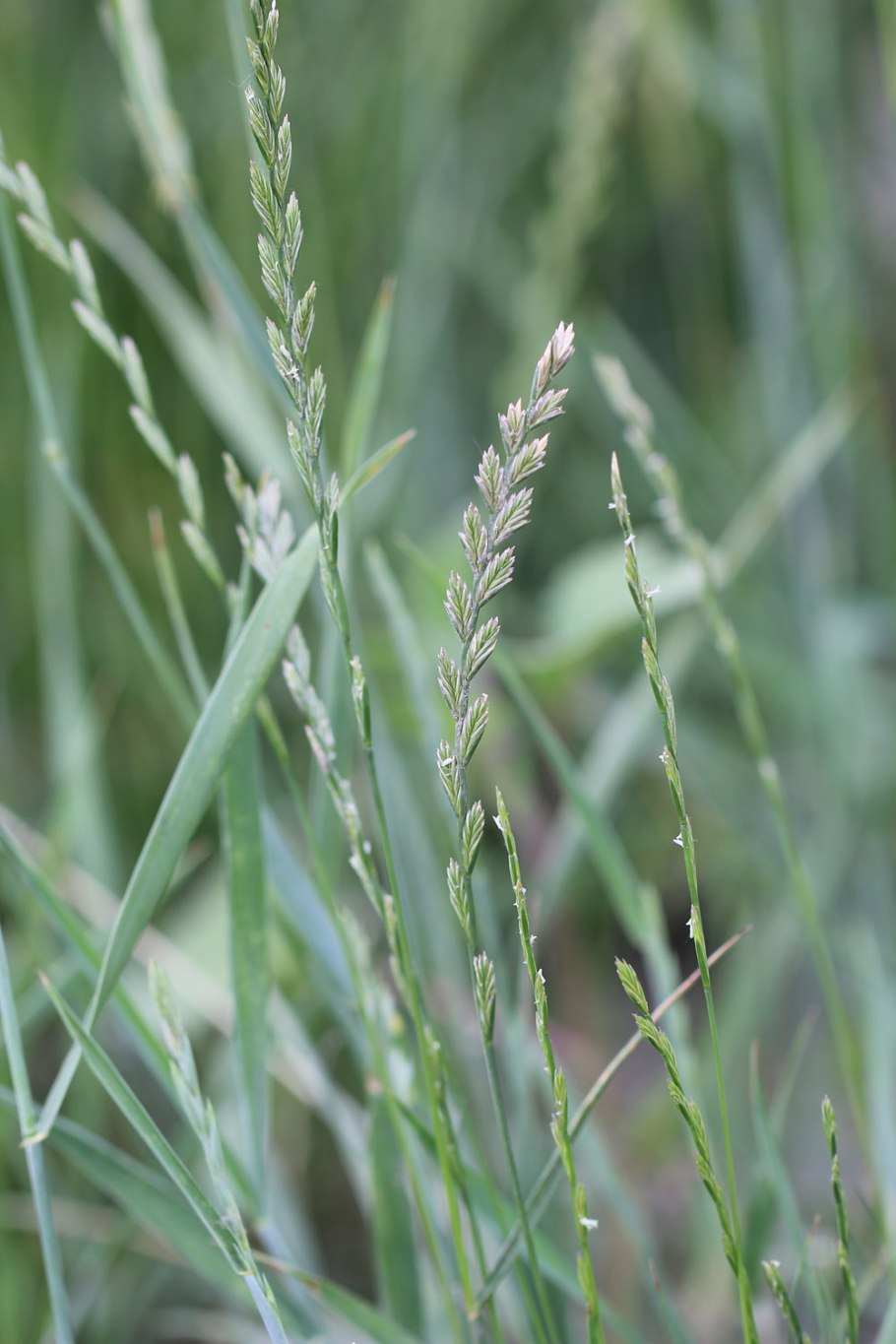 Райграс пастбищный