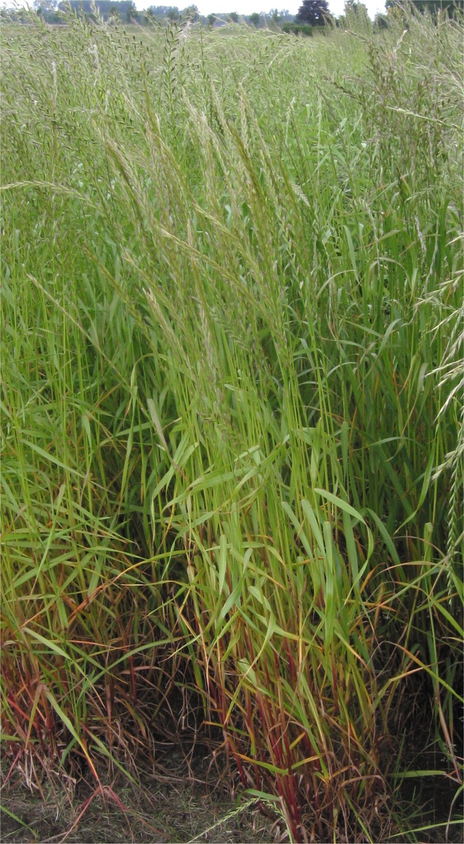 Райграс многоукосный