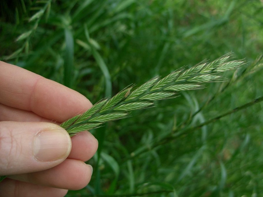 Плевел опьяняющий (Lolium temulentum l.)