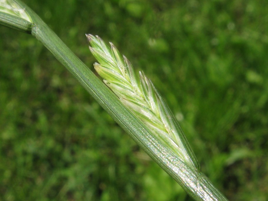 Райграса (Lolium perenne)