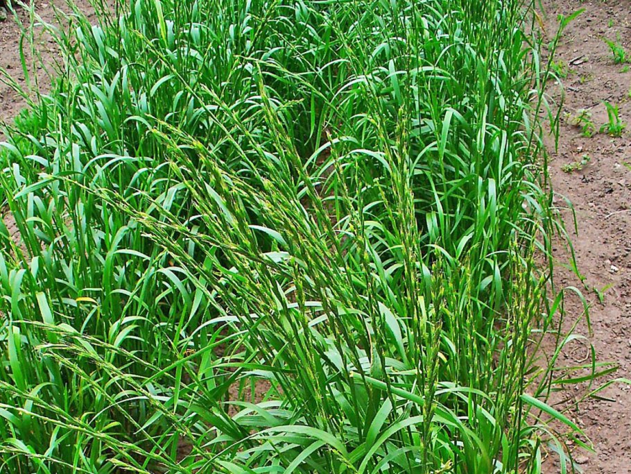 Плевел многолетний сорняк