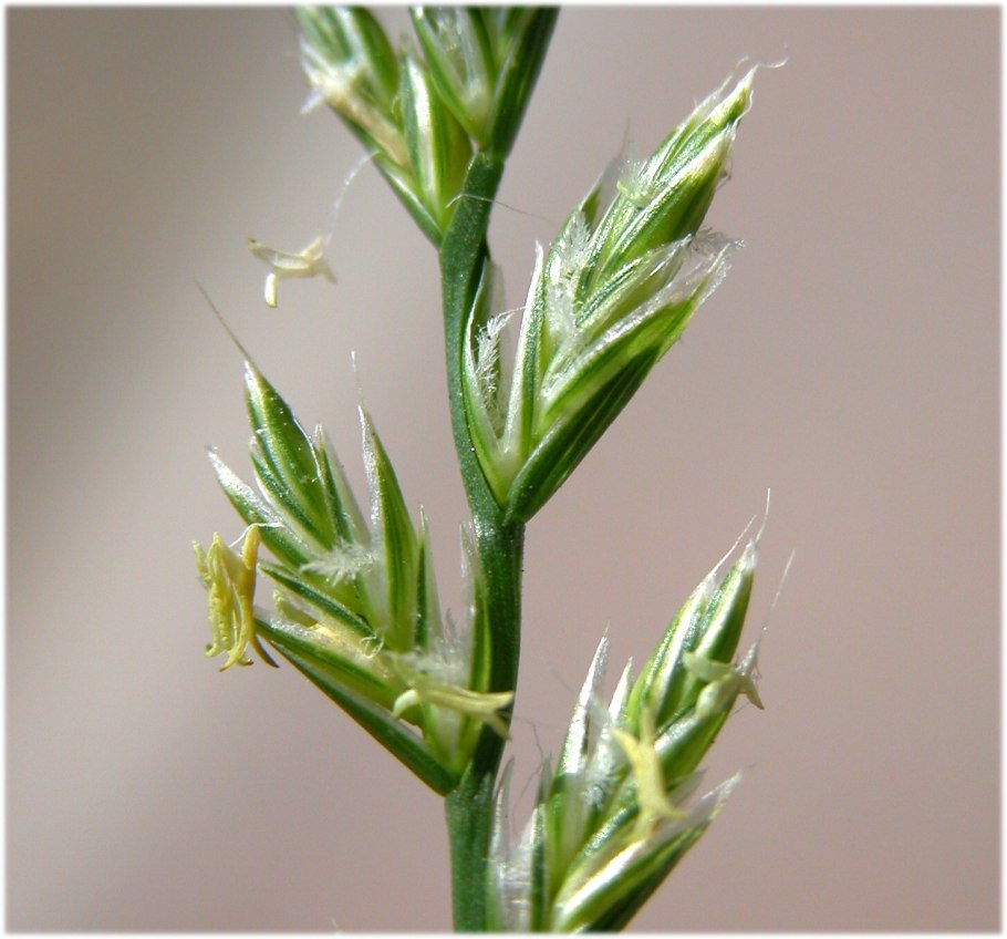 Lolium temulentum