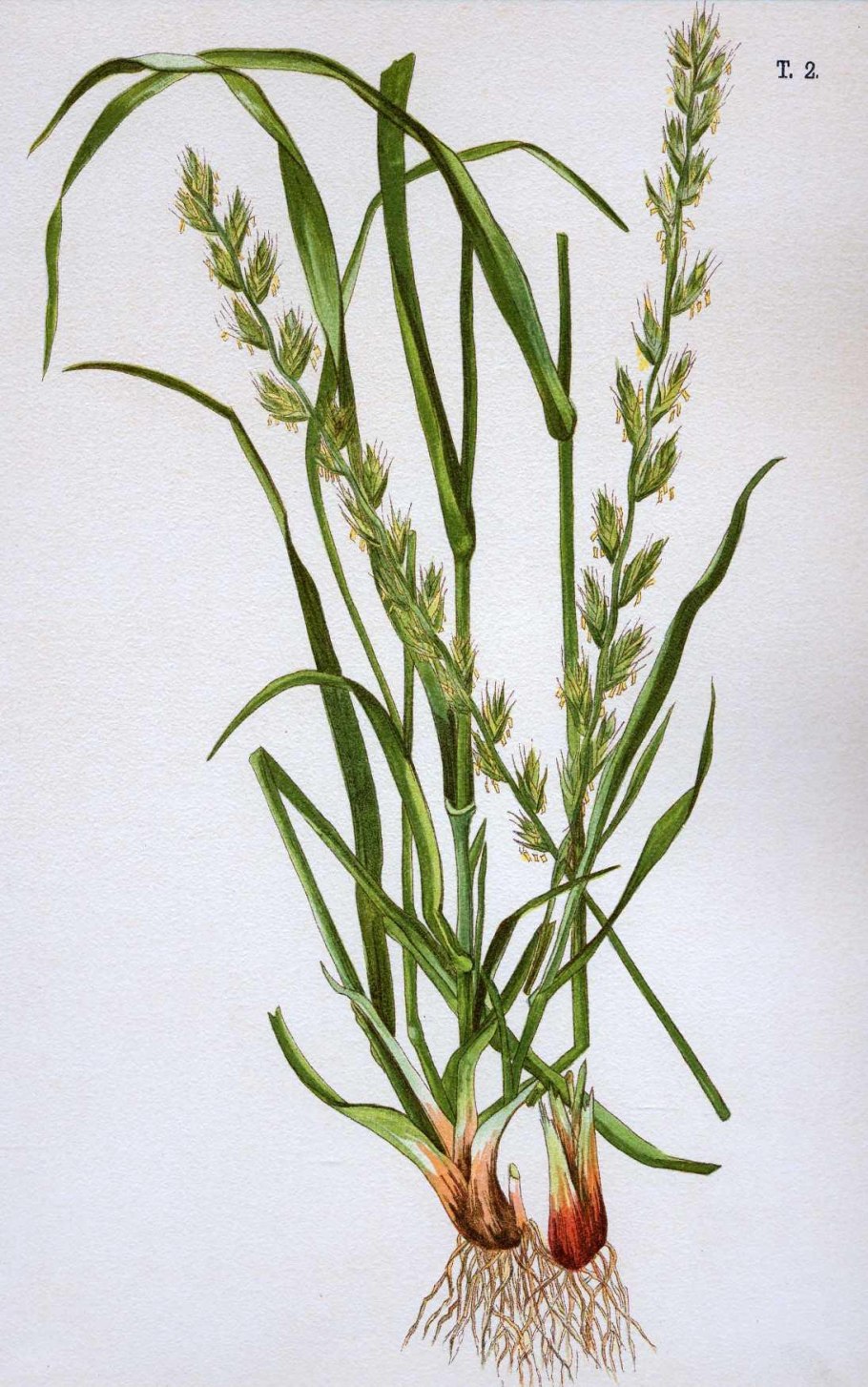 Райграс многоцветковый