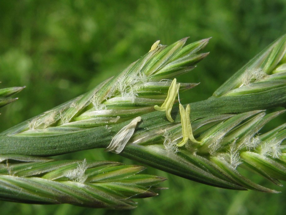 Райграса (Lolium perenne)