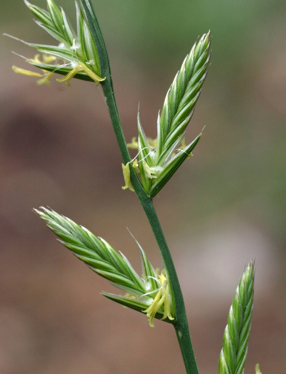 Райграс пастбищный Lolium perenne
