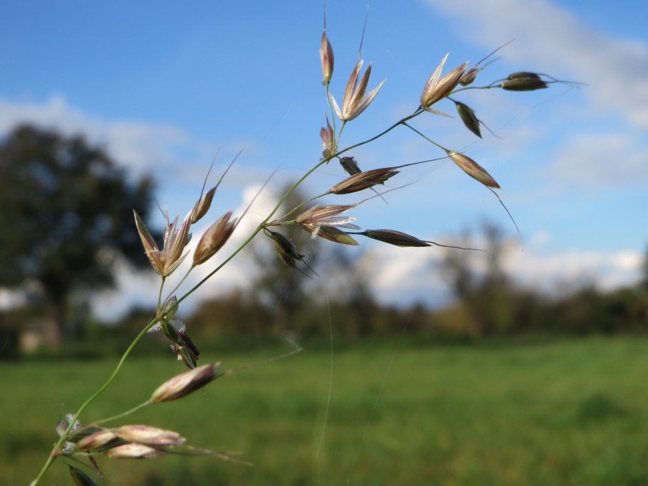 Душистый колосок обыкновенный