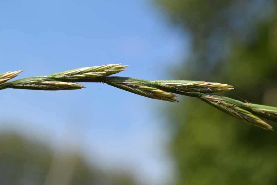 Плевел многолетний Кипр