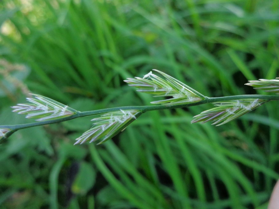 Райграс пастбищный Lolium perenne