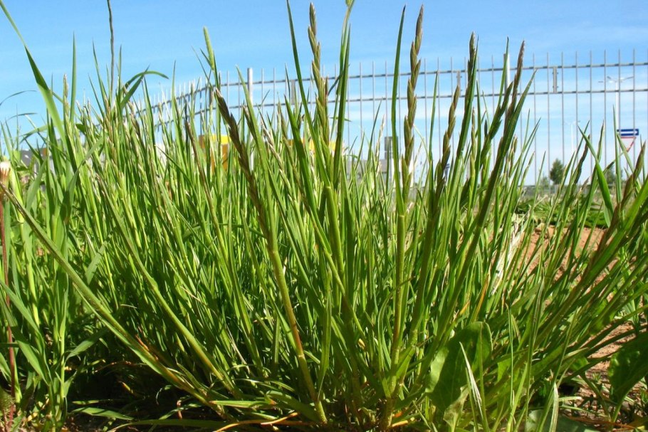 Плевел многолетний (Lolium perenne)
