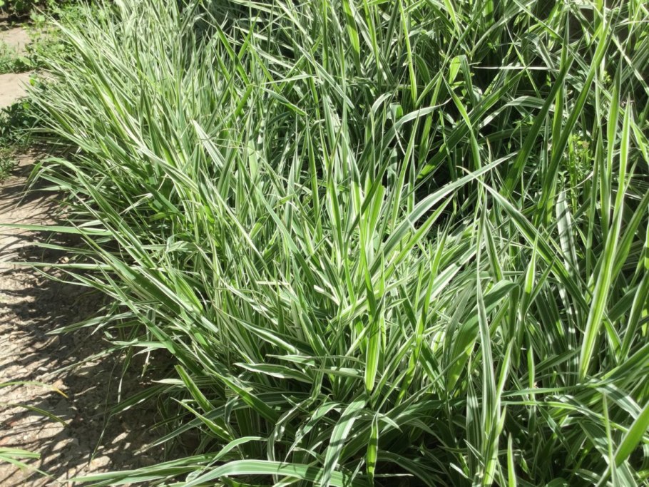 Трава райграс