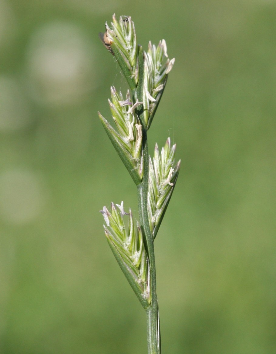 Райграс пастбищный Lolium perenne
