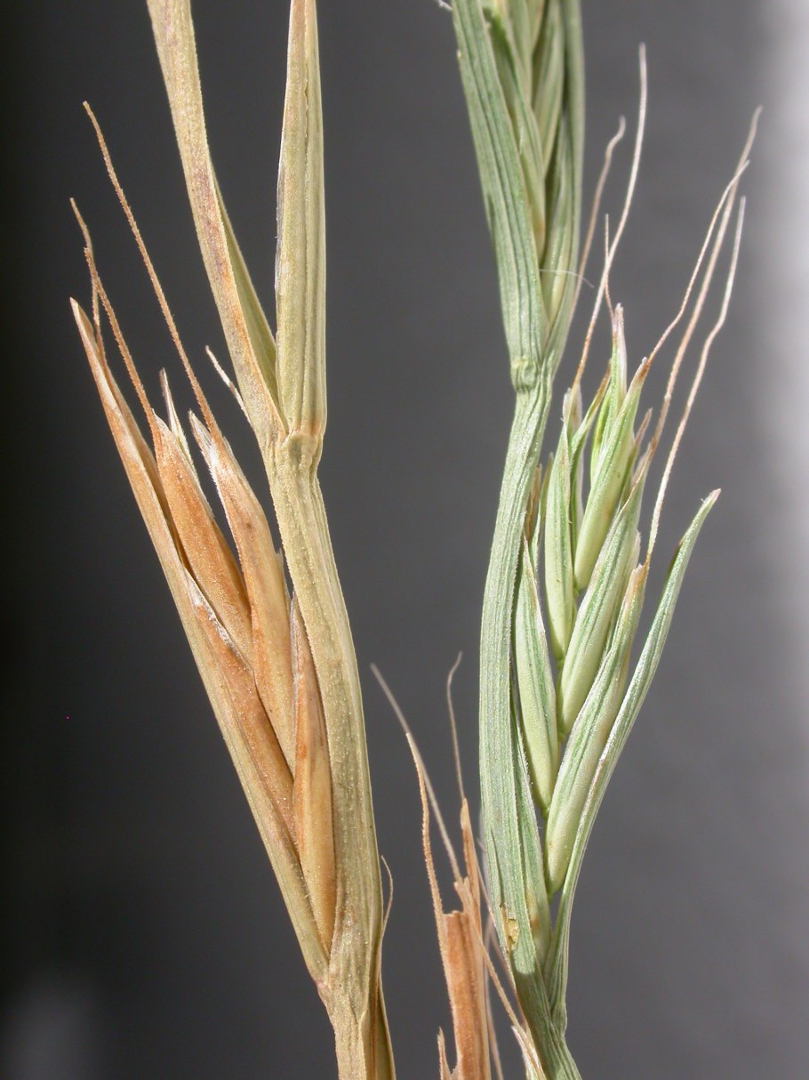 Плевелы это сорняки