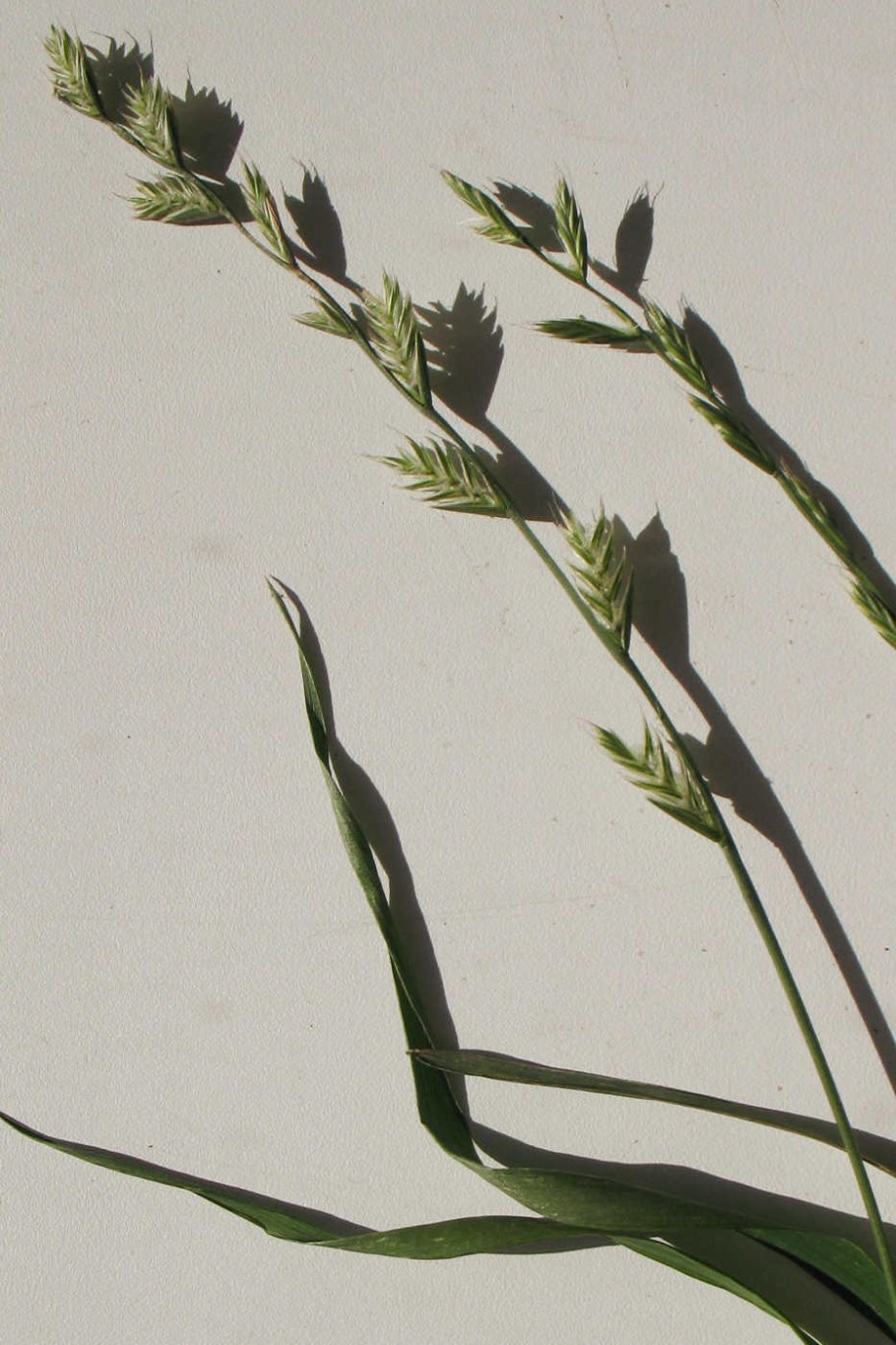 Плевел клиновидный