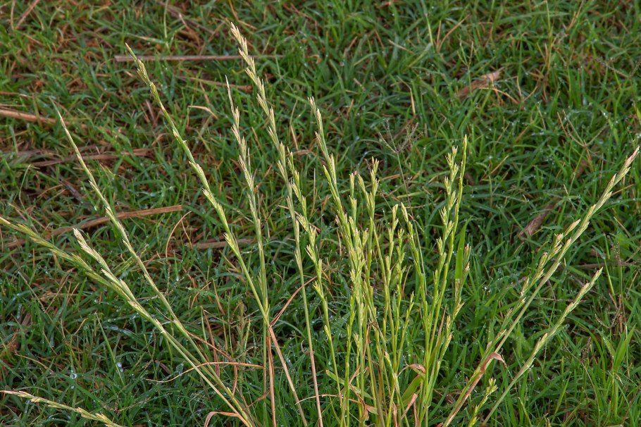 Плевел опьяняющий (Lolium temulentum l.)