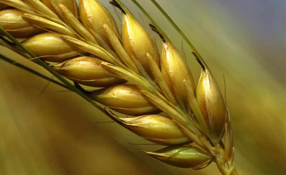 Пшеница и плевелы