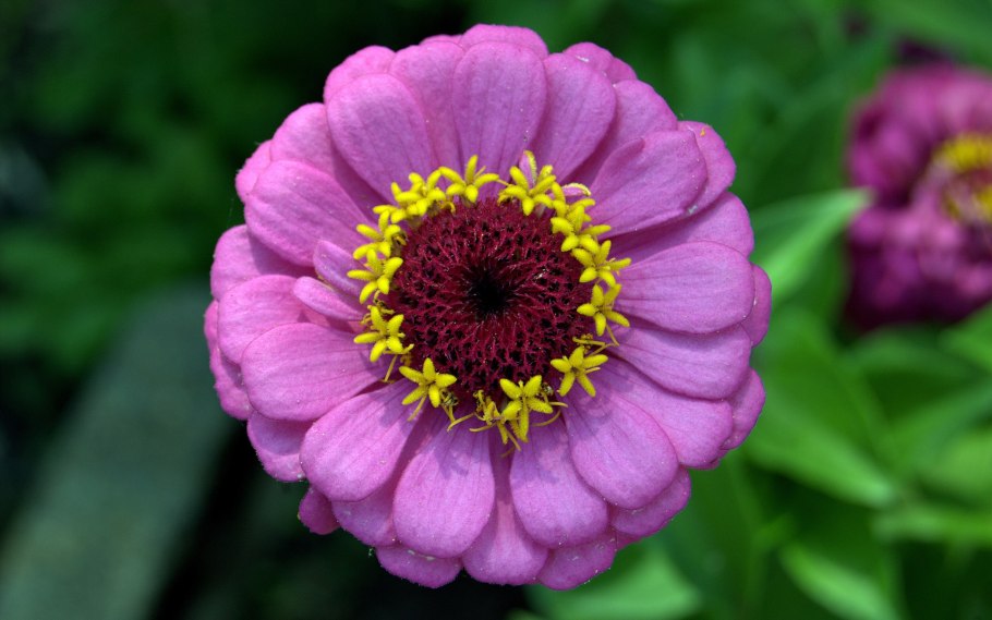 Zinnia angustifolia