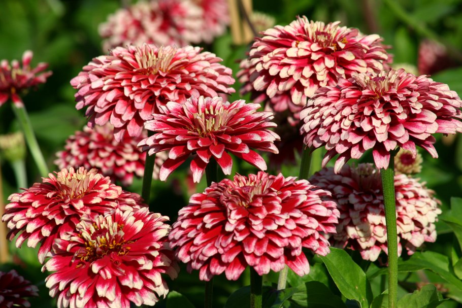 Zinnia elegans